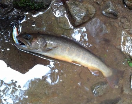 沢を３本釣り上がる ～長良川水系～